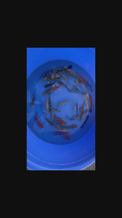Butterfly Koi Fish 12-15 cm