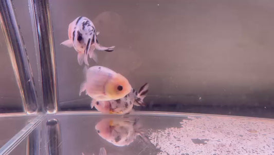 Milk Cow Ranchu Goldfish with minimal orange - 8-9cm