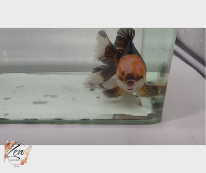 JUMBO Rosetail Oranda 16cm