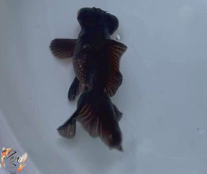 Black Butterfly Tail Goldfish 10-11cm