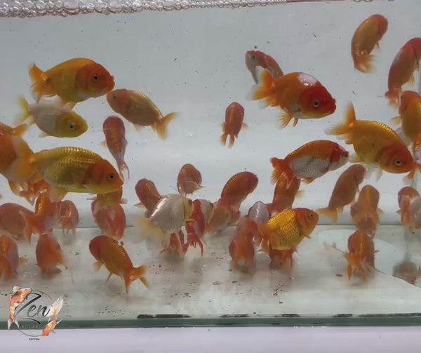 Ranchu Goldfish group showing vibrant colours