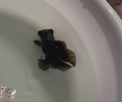 Black Butterfly Tail Goldfish 11cm