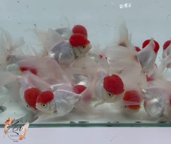 Red Cap Oranda with flowing white fins