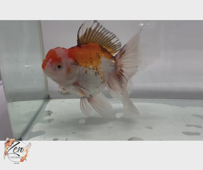 JUMBO Rosetail Oranda 16cm