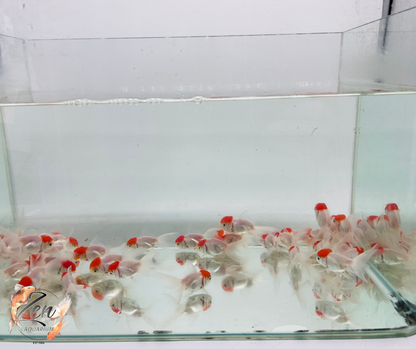 Red Cap Oranda (5 cm) - Zen Aquarium AU