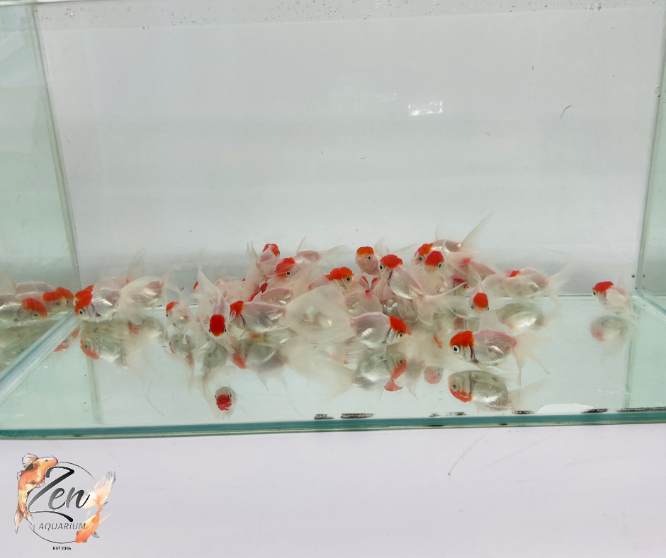 Redcap Oranda Fish Red Cap Oranda (5 cm) – Zen Aquarium AU