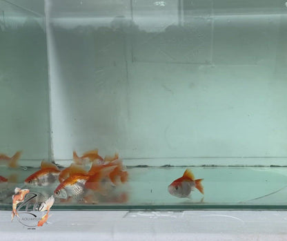 Fantail goldfish (Red and White) 7cm
