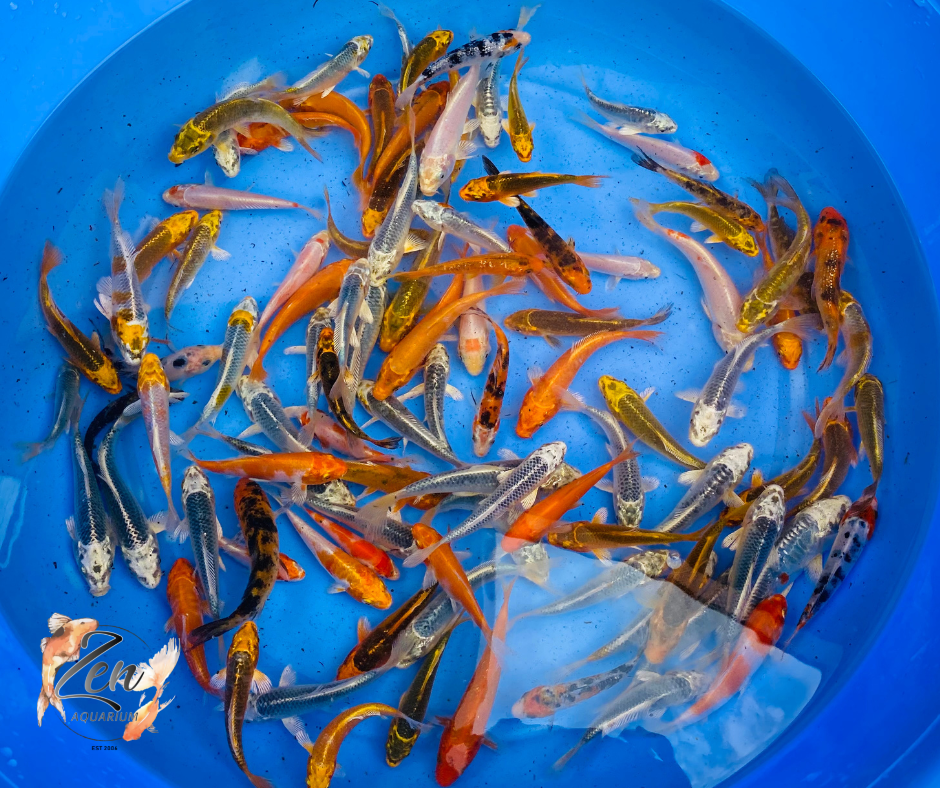 Japanese Koi Fish 9-10cm - Zen Aquarium AU