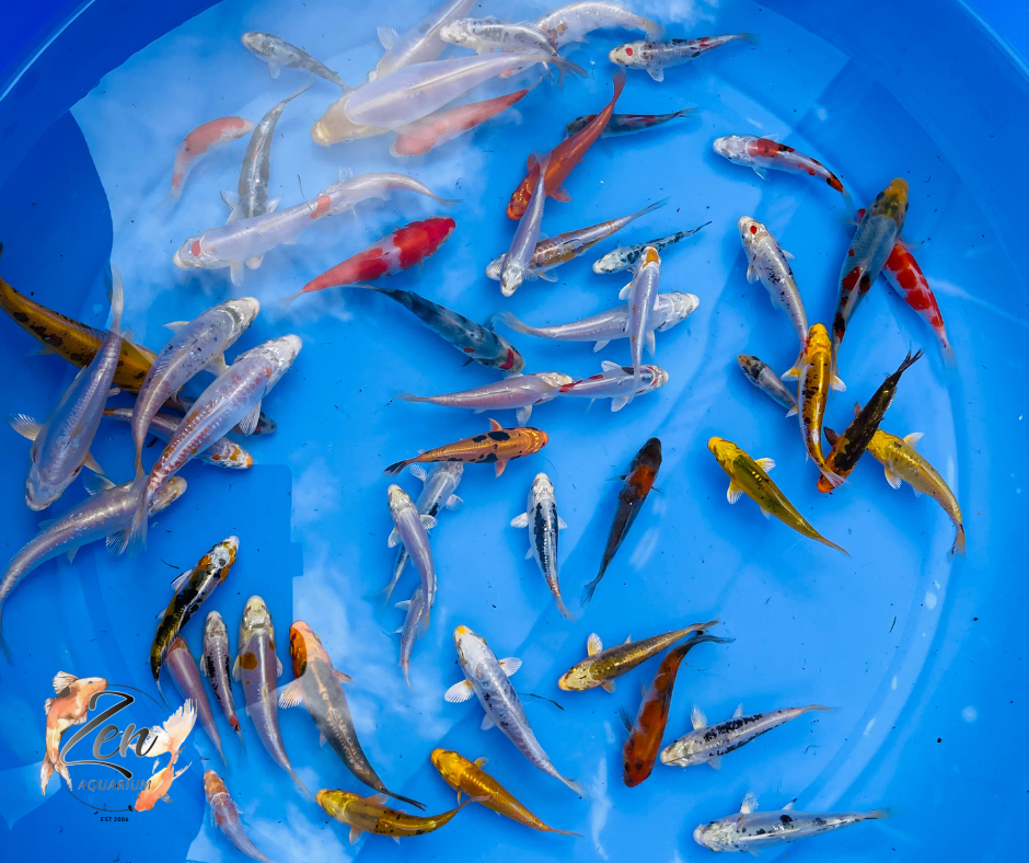 Japanese Koi Fish 9-10cm - Zen Aquarium AU