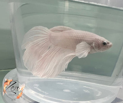 Halfmoon Betta Platinum Pink - Male - Zen Aquarium AU