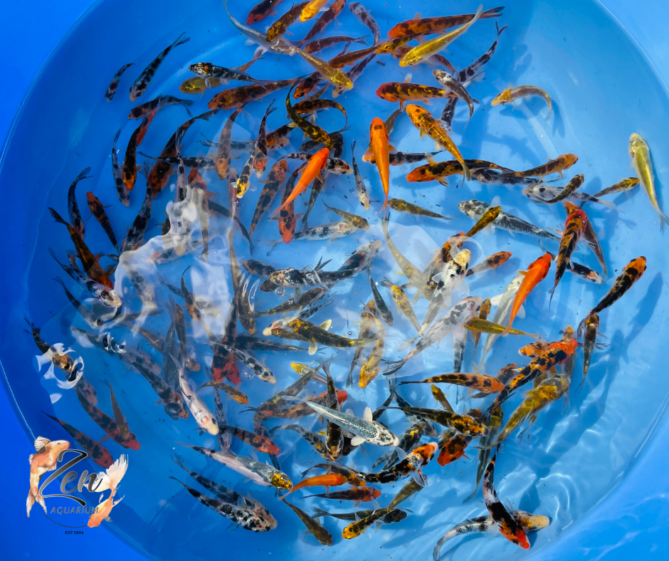 Japanese Koi Fish 7-8cm - Zen Aquarium AU