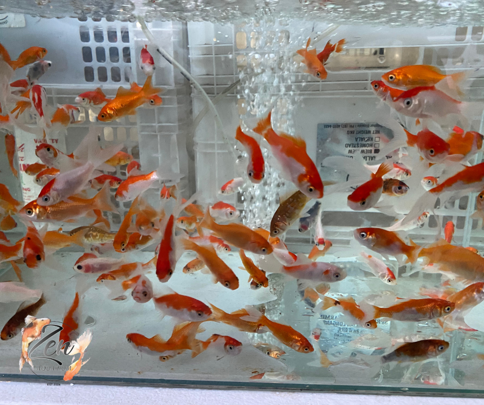 Comet clearance goldfish aquarium
