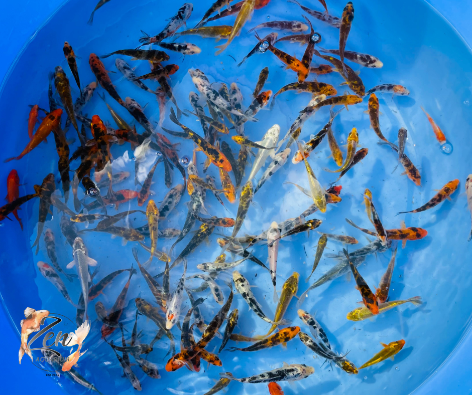 Japanese Koi Fish 7-8cm - Zen Aquarium AU