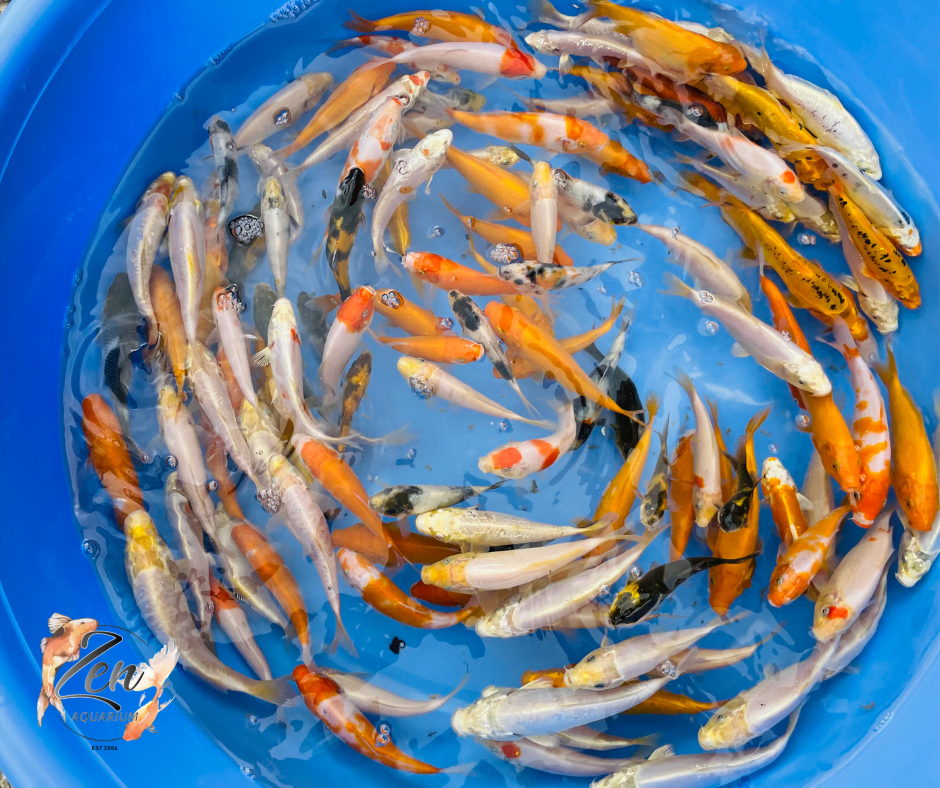 Japanese Koi Fish 11-13cm - Zen Aquarium AU