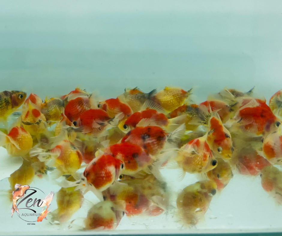 Pearlscale goldfish Calico/ Tri Ping Pong (4-5cm) - Zen Aquarium AU