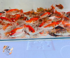 Assorted Comet Goldfish swimming in aquarium