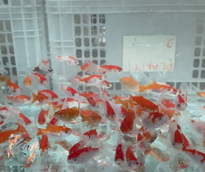 Comet Goldfish (Red and White)