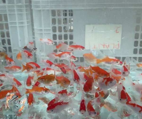 Comet goldfish swimming peacefully in home tank