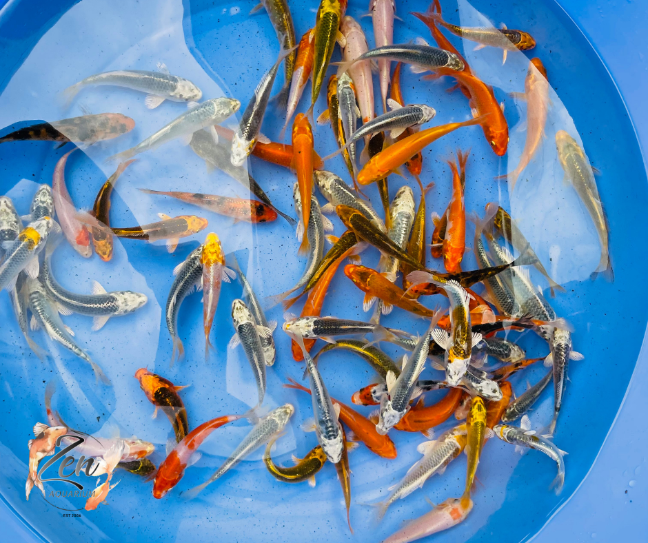 Japanese Koi Fish 9-10cm - Zen Aquarium AU