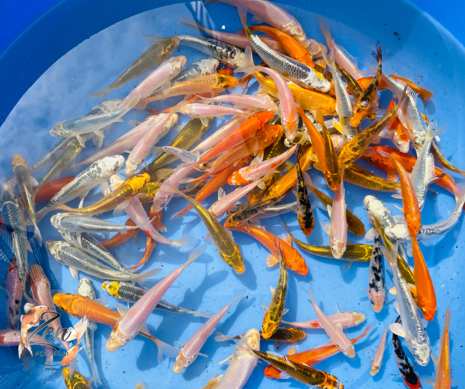 Japanese Koi Fish 11-13cm - Zen Aquarium AU