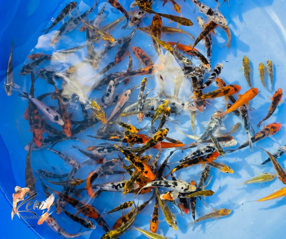 Japanese Koi Fish 7-8cm - Zen Aquarium AU