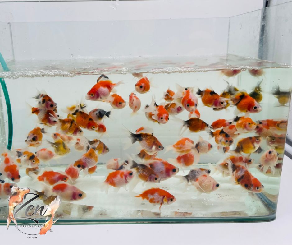Pearlscale goldfish Calico/ Tri Ping Pong (5-6 cm) - Zen Aquarium AU
