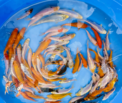 Japanese Koi Fish 11-13cm - Zen Aquarium AU