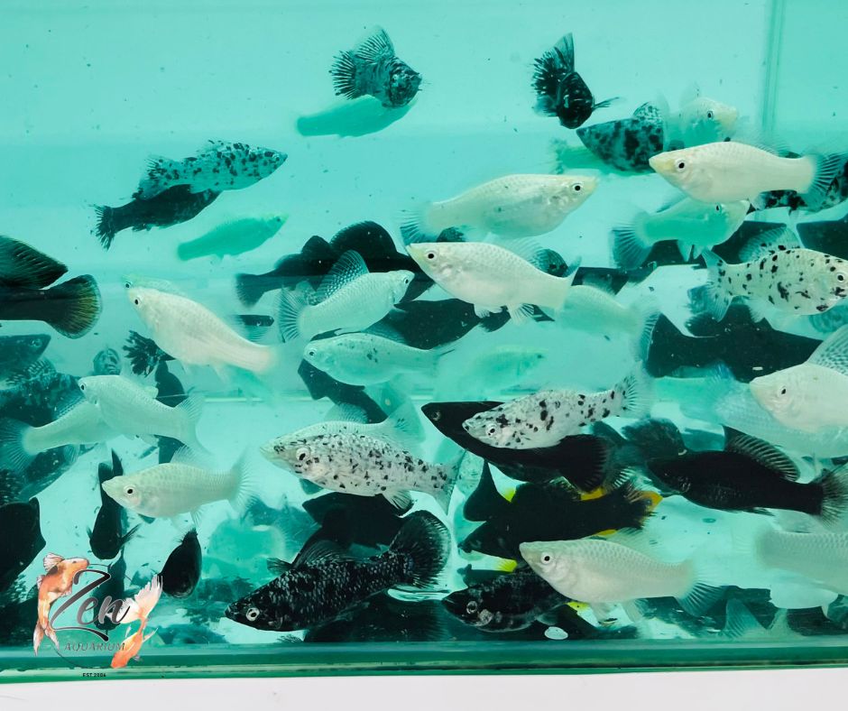 Assorted Sailfin Mollies (High Fin Mollies) - Zen Aquarium AU