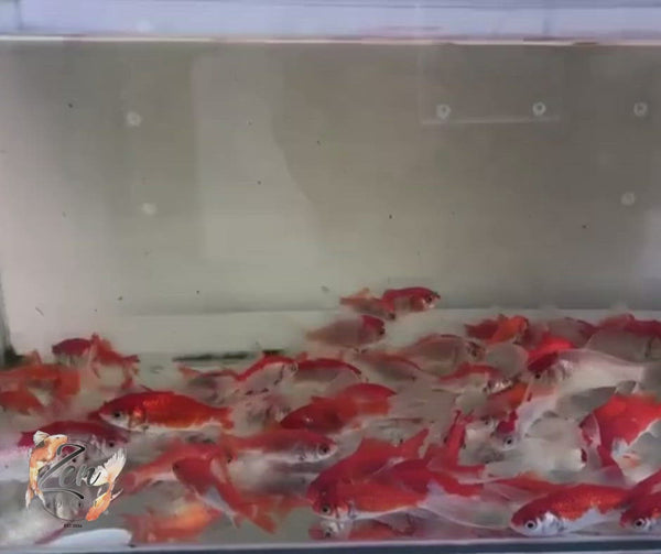 Comet goldfish displaying bright red patterns