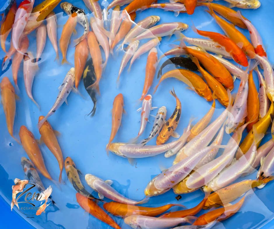 Japanese Koi Fish 11-13cm - Zen Aquarium AU