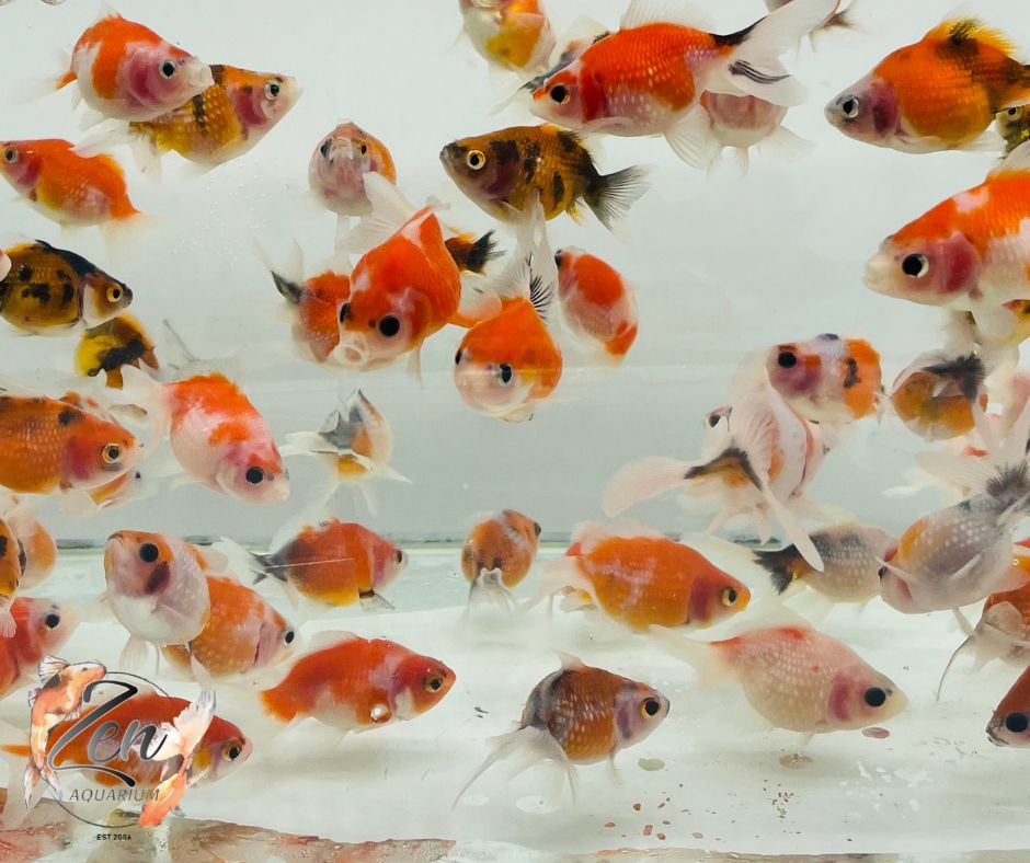 Pearlscale goldfish Calico/ Tri Ping Pong (5-6 cm) - Zen Aquarium AU