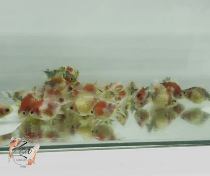 Pearlscale goldfish Calico/ Tri Ping Pong (5-6 cm)