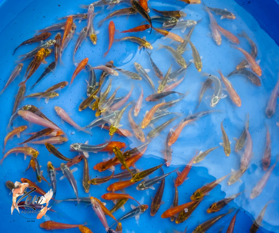 Japanese Koi Fish 7-8cm - Zen Aquarium AU