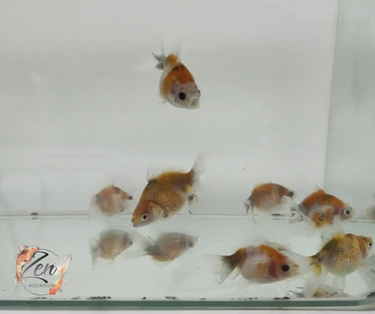 Pearlscale goldfish Calico/ Tri Ping Pong (5-6 cm)