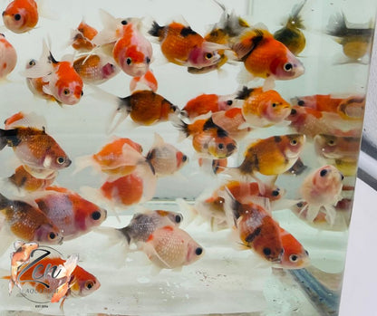 Pearlscale goldfish Calico/ Tri Ping Pong (5-6 cm) - Zen Aquarium AU