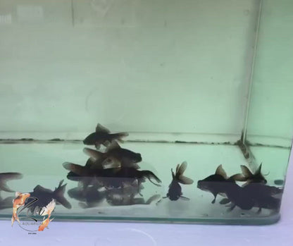 Fantail blackmoor goldfishes in an aquiarium