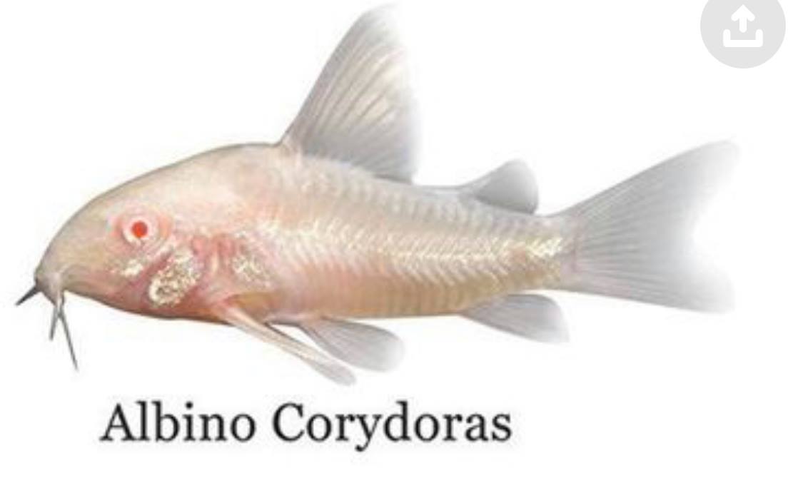 Albino Corydoras Catfish - Zen Aquarium AU