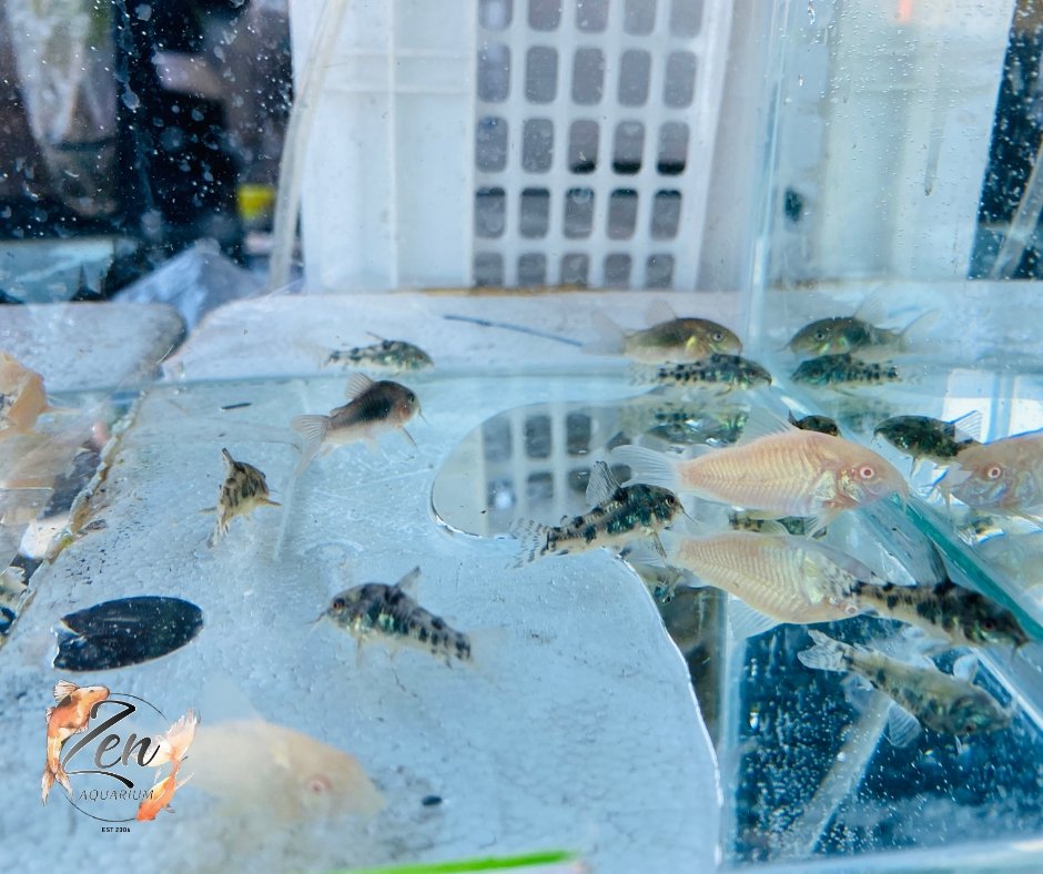 Assorted Corydoras Catfish - Zen Aquarium AU