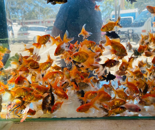 Assorted Fantail goldfish 5cm - Zen Aquarium AU