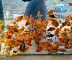 Assorted fantail goldfish with flowing fins
