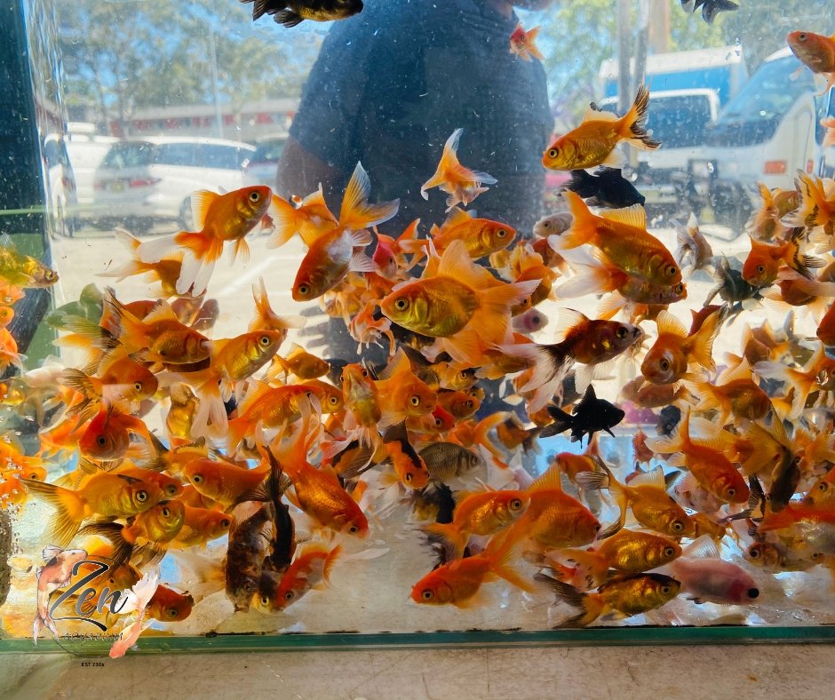 Assorted fantail goldfish with flowing fins
