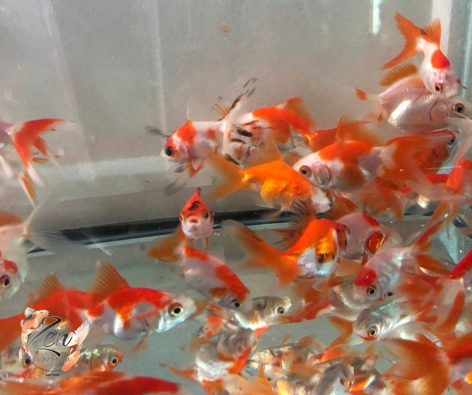 Assorted Fantail goldfish 7cm - Zen Aquarium AU