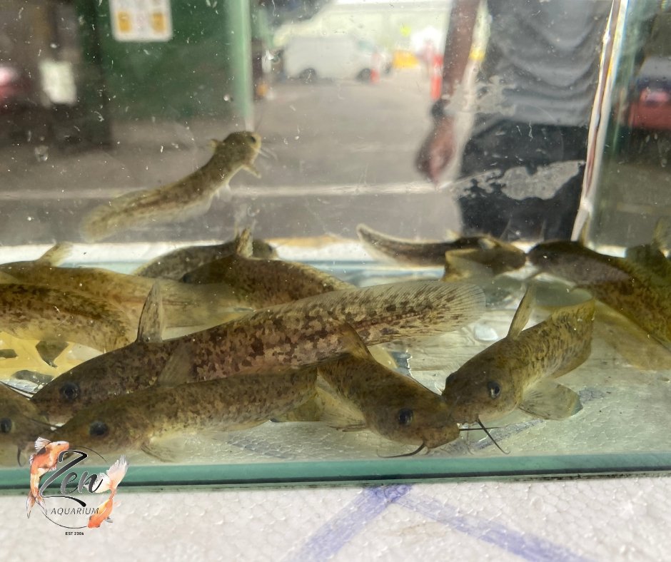 Australian Native Tandanus Catfish small - Zen Aquarium AU