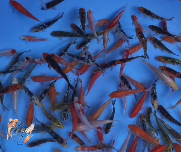 Japanese Koi Fish 7-8cm - Zen Aquarium AU