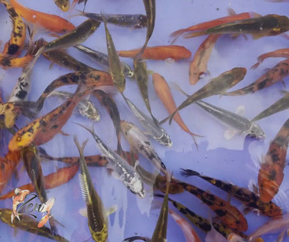 Japanese Koi Fish 9-10cm