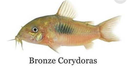 Bronze Corydoras Catfish - Zen Aquarium AU