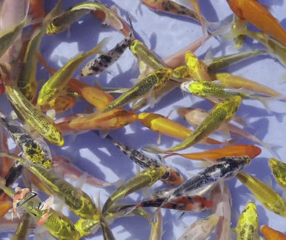Japanese Koi Fish 9-10cm