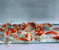 Comet goldfish with flowing tail in aquarium