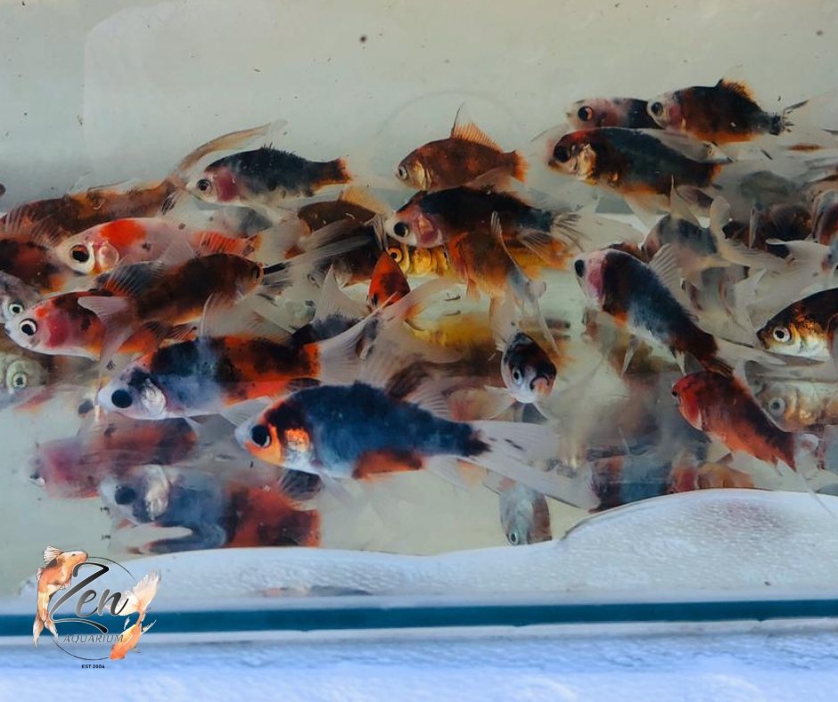 Comet Goldfish (Shubunkin) - Zen Aquarium AU
