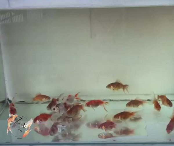 Close-up of calico fantail goldfish fins